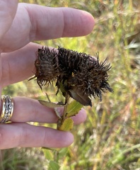 Grindelia lanceolata