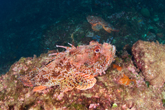 Scorpaena scrofa