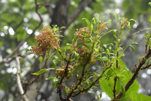 Pittocaulon velatum, photograph 6