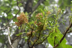Pittocaulon velatum