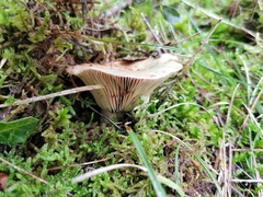Lactarius sanguifluus