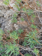 Ptilostemon chamaepeuce