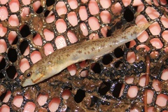 Etheostoma olmstedi
