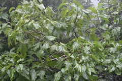 Pittocaulon velatum