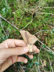 Lactarius sanguifluus
