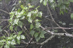 Pittocaulon velatum