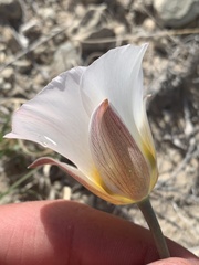 Calochortus nuttallii