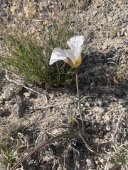 Calochortus nuttallii