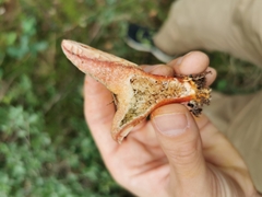 Lactarius sanguifluus