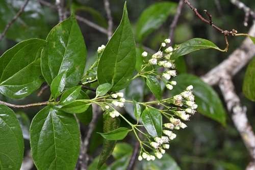 Bejuco de miel (Salmea scandens)