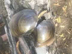 Utterbackiana suborbiculata