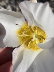 Calochortus nuttallii