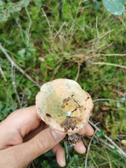 Lactarius sanguifluus