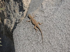 Sceloporus grammicus