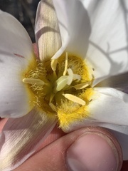 Calochortus nuttallii