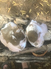 Utterbackiana suborbiculata