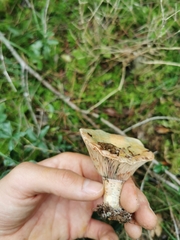 Lactarius sanguifluus