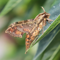 Eupanacra mydon