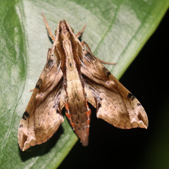 Eupanacra mydon