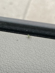 Macrosiphum euphorbiae