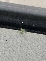 Macrosiphum euphorbiae