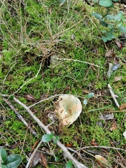 Lactarius sanguifluus