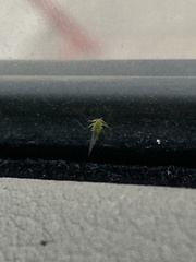 Macrosiphum euphorbiae