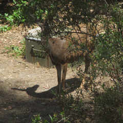 Odocoileus hemionus californicus