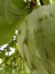 Annona macroprophyllata