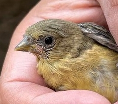 Spinus psaltria