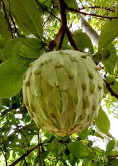 Annona macroprophyllata