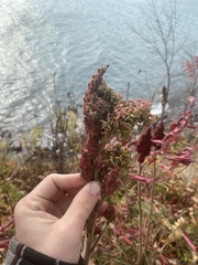 Eriophyes rhoinus