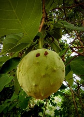 Annona macroprophyllata