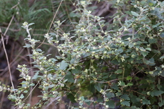 Xanthosia pilosa