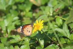 Danaus chrysippus