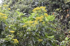 Verbesina breedlovei