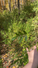 Styphnolobium affine