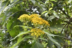 Verbesina breedlovei