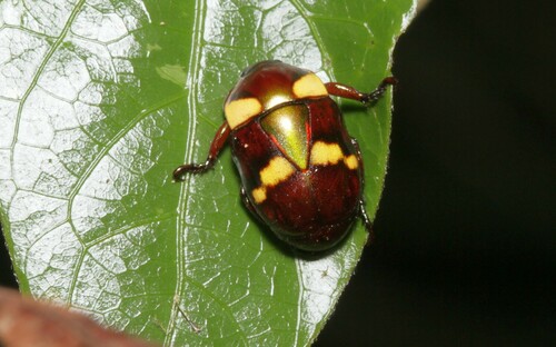Macraspis martinezi