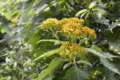 Verbesina breedlovei