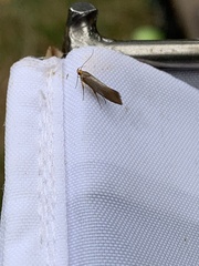 Crassa unitella