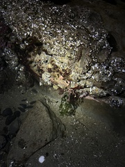 Glebocarcinus oregonensis