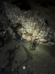 Glebocarcinus oregonensis