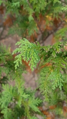 Chamaecyparis pisifera