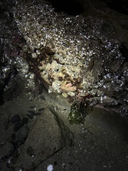 Glebocarcinus oregonensis