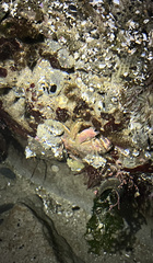 Glebocarcinus oregonensis