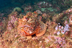 Scorpaena scrofa
