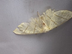 Ourapteryx sambucaria