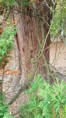 Chamaecyparis pisifera