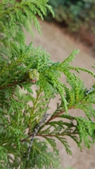 Chamaecyparis pisifera